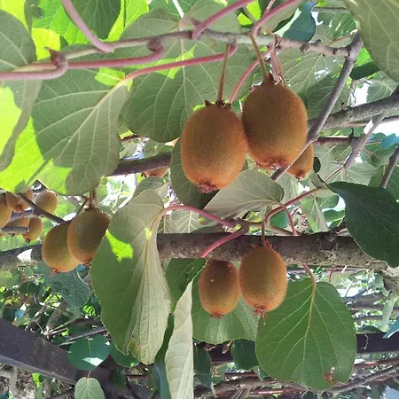Pansion Helvetia בית הארחה
